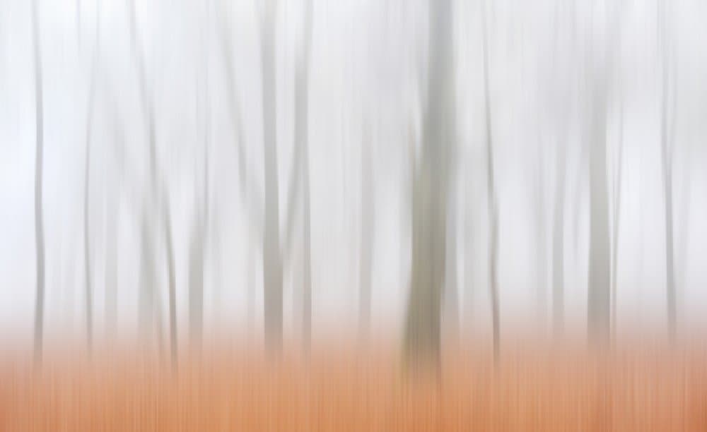 Misty Autumn Forest by Huib Limberg — canvas wall art