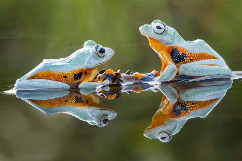 Colorful Frogs Reflection by Hendy Mp — canvas wall art