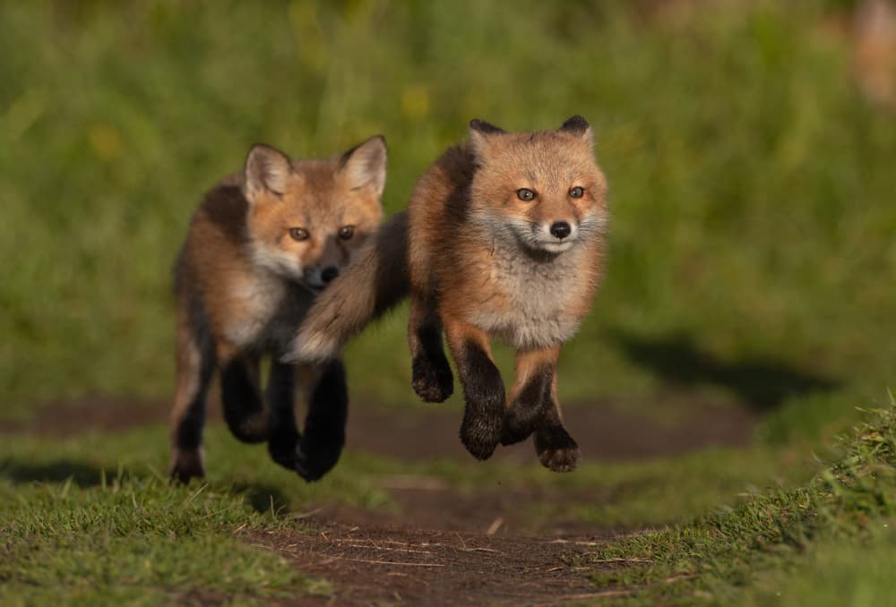 Running Fox Kits by Johnson Huang — canvas wall art