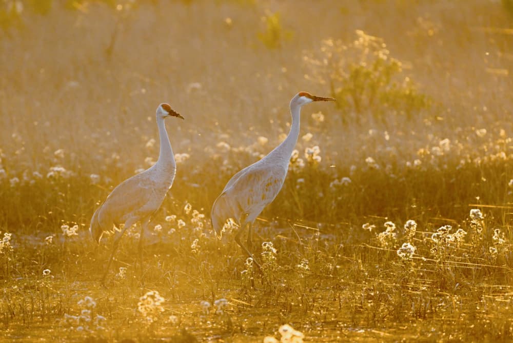 Cranes in Golden Marsh by Tony Yu — canvas wall art