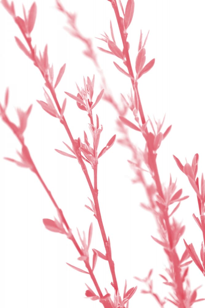 Pink Spring Branches by Rosana Laiz Blursbyai — canvas wall art