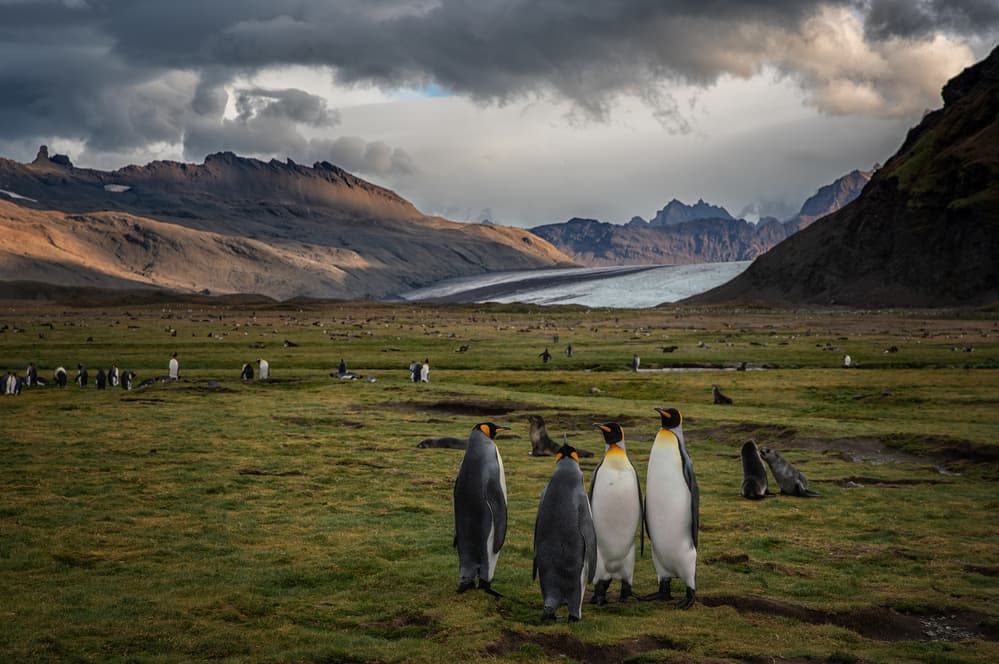 King Penguins Glacier Valley by April Xie — canvas wall art