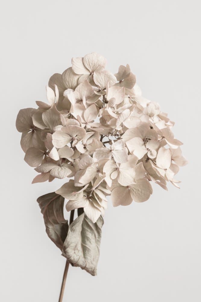 Soft Dried Hydrangea by Pictufy Studio III — canvas wall art