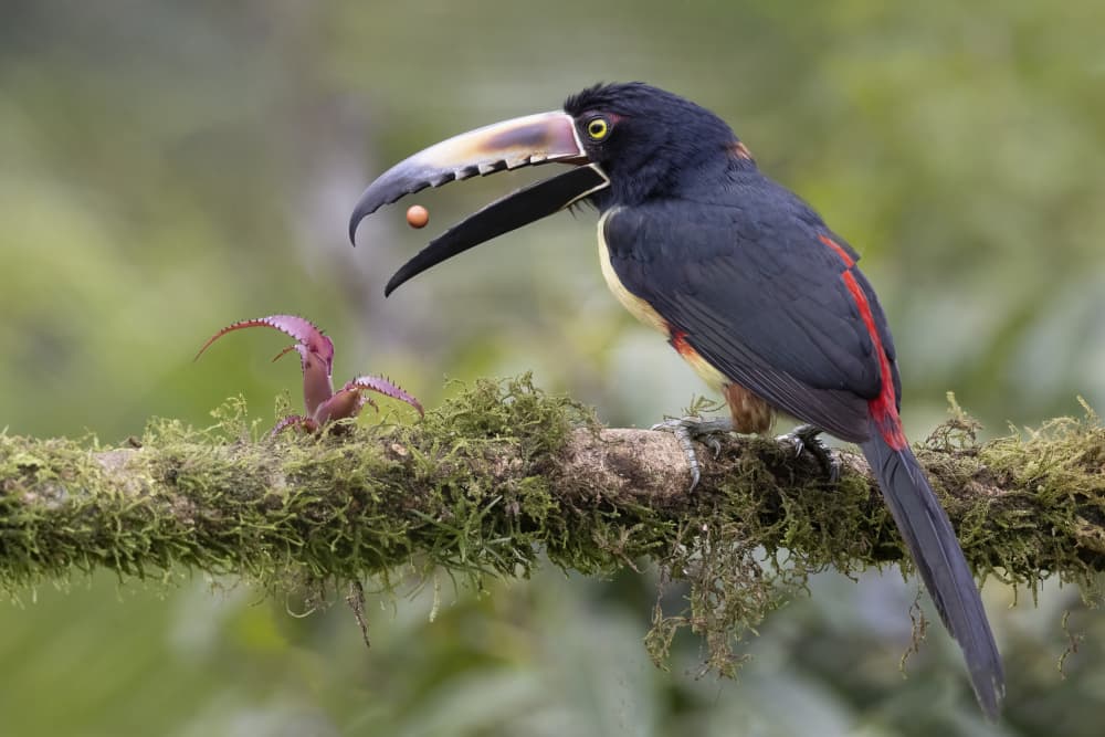 Tropical Toucan with Berry by Linda D Lester — canvas wall art