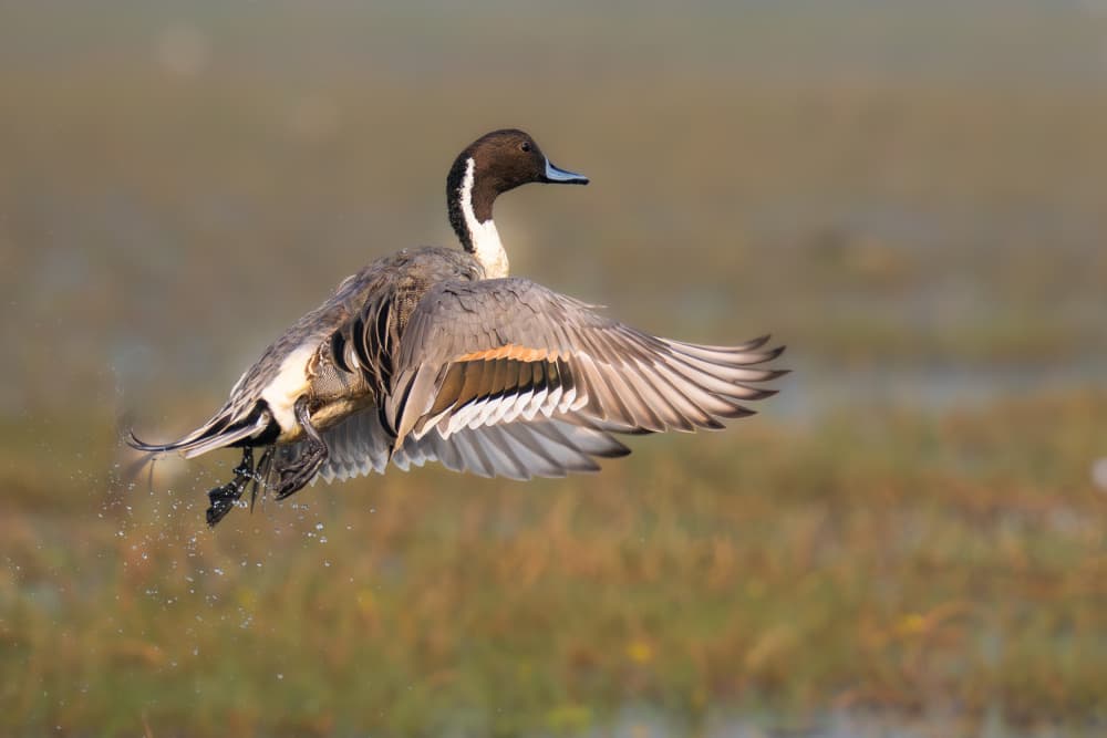 Taking Flight Pintail by Rajat Dhesi — canvas wall art