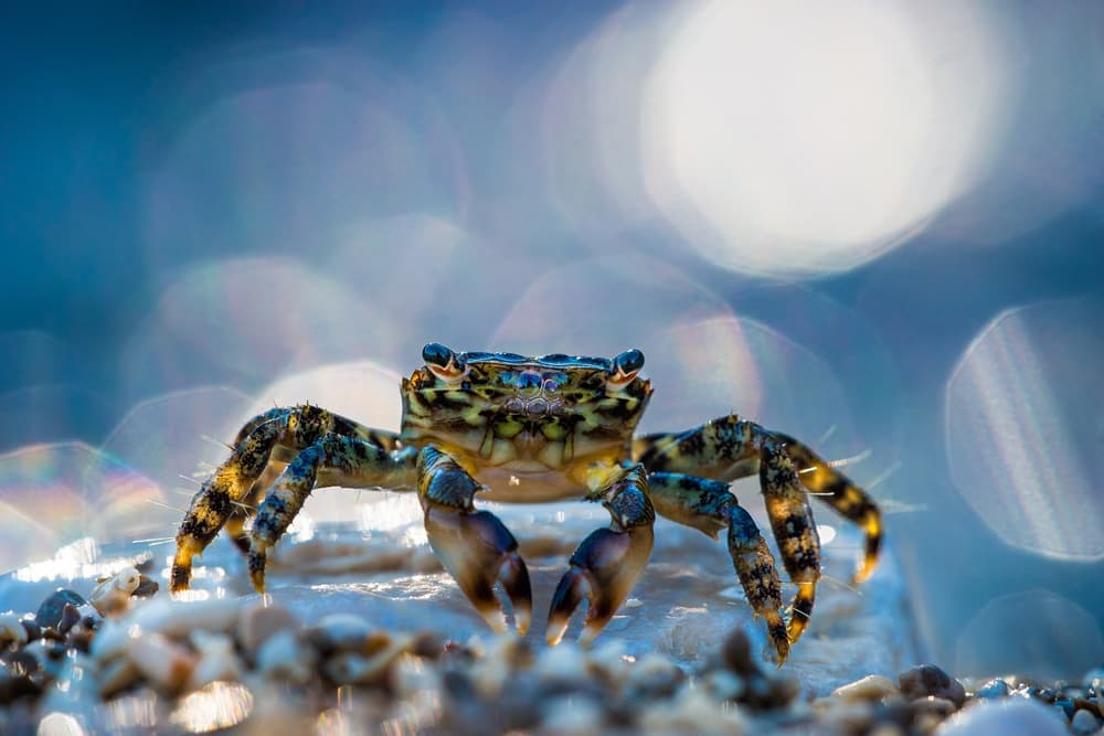 Blue Bokeh Crab by Petar Sabol — canvas wall art