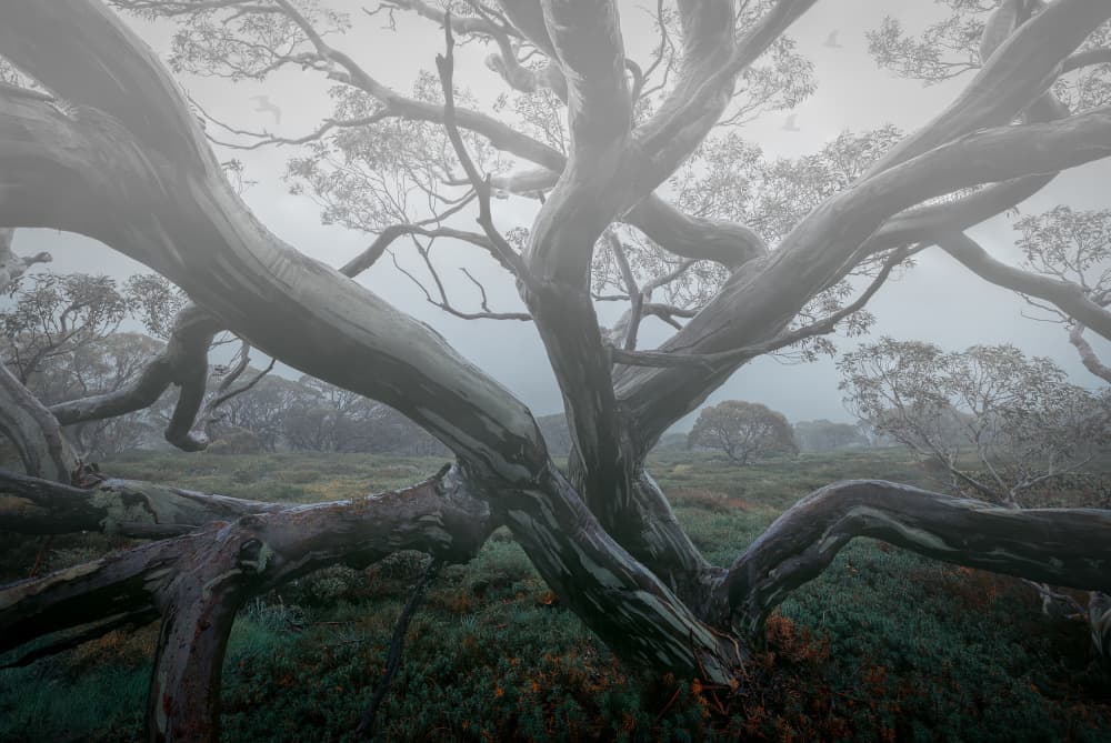 Gnarled Forest Mist by YANGYING — canvas wall art