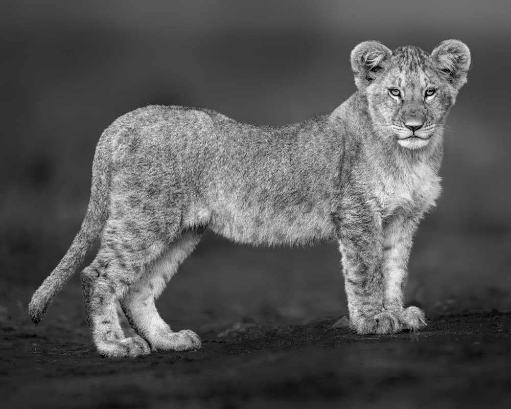 Captivating Lion Cub by Ahmed Elsheshtawy — canvas wall art