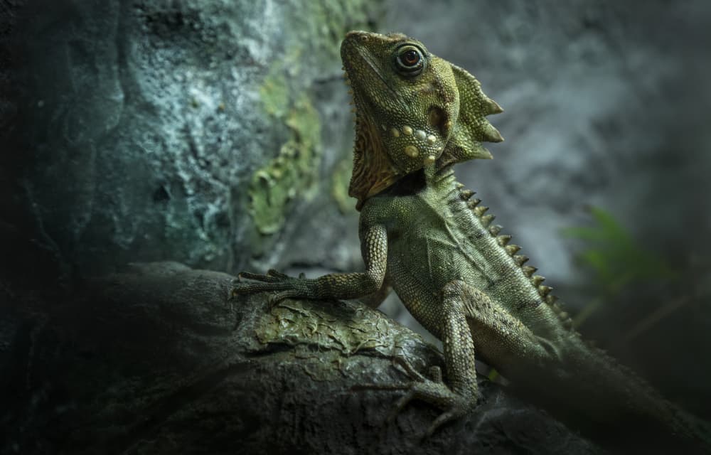 Curious Green Lizard by Emanuel Papamanolis — canvas wall art