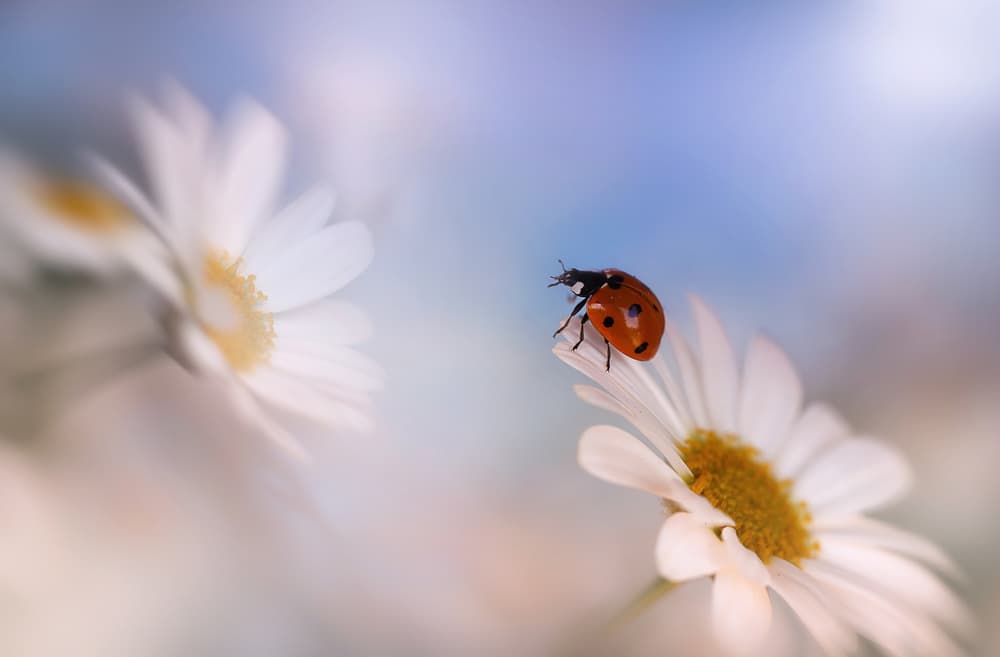 Ladybug On White Daisy by Ellen van Deelen — canvas wall art