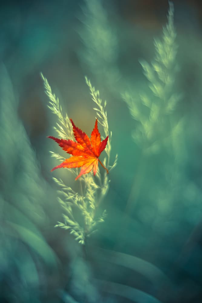 Autumn Leaf Serenity by Shihya Kowatari — canvas wall art