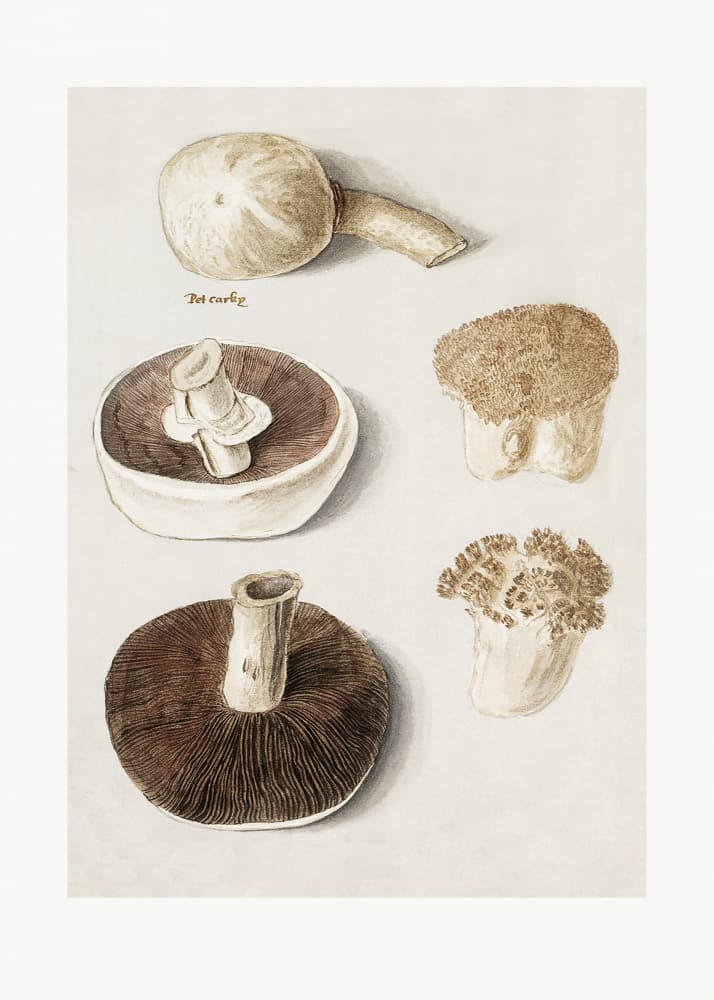 Common Meadow Mushroom, Agaricus Campestris Standing by Anselmus Boëtius De Boodt — canvas wall art