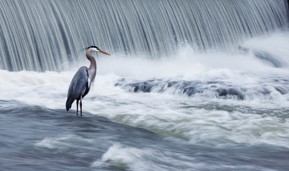 Graceful Heron Rushing Water by Mircea Costina — canvas wall art