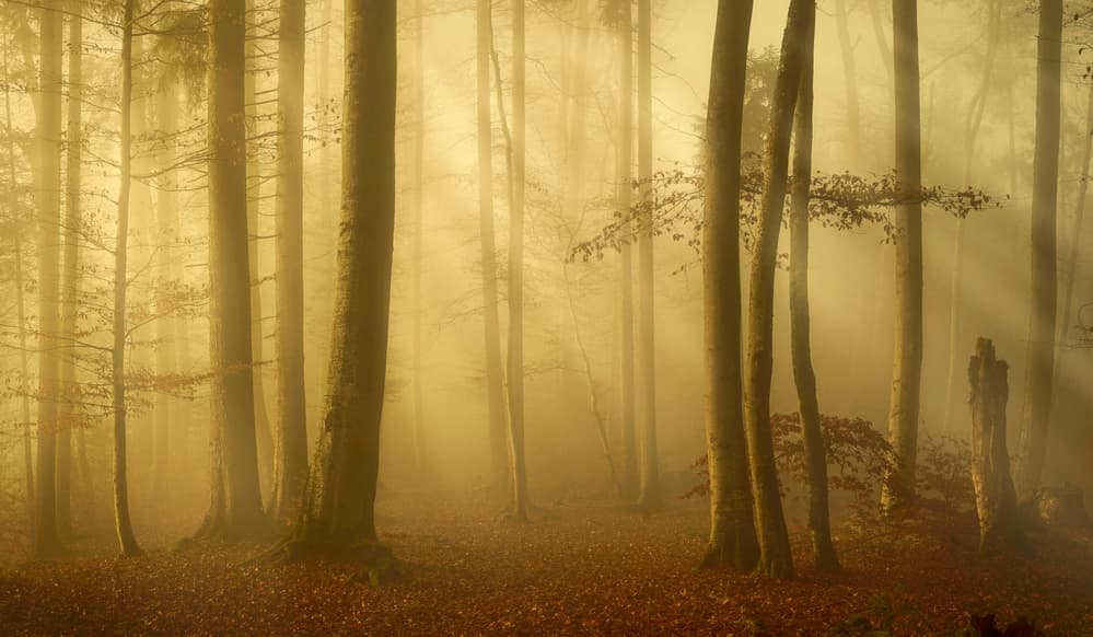 Golden Misty Forest by Norbert Maier — canvas wall art