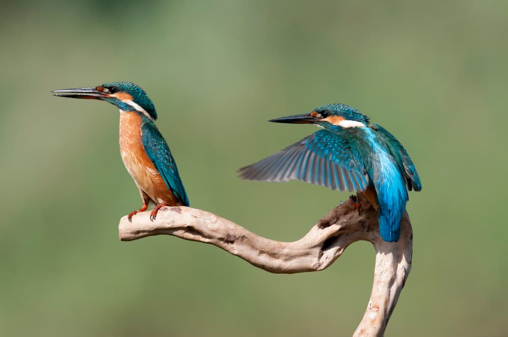 Kingfisher Pair on Branch by Eyal Amer — canvas wall art