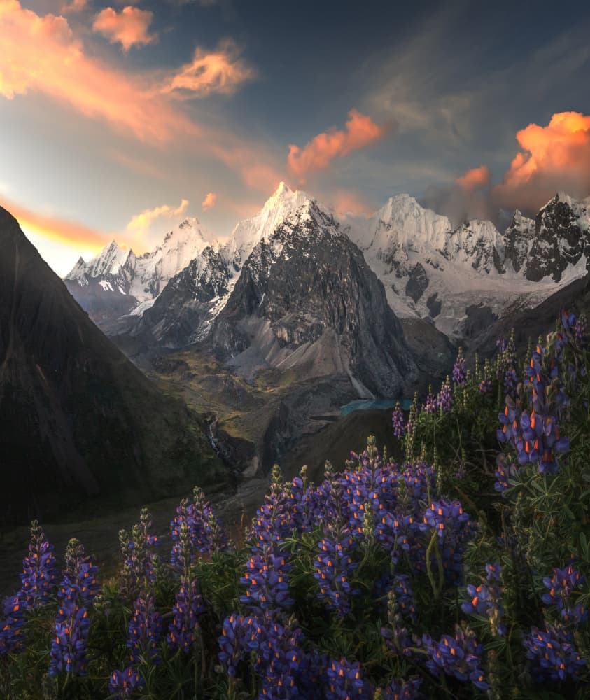 Purple Flowers Mountain Sunset by Ruiqing P. — canvas wall art