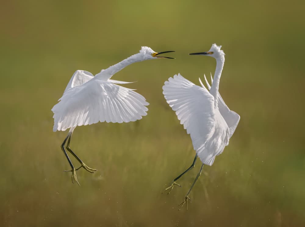 Dancing White Egrets by Xiaobing Tian — canvas wall art