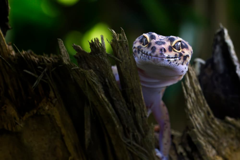 Curious Leopard Gecko by Fauzan Maududdin — canvas wall art