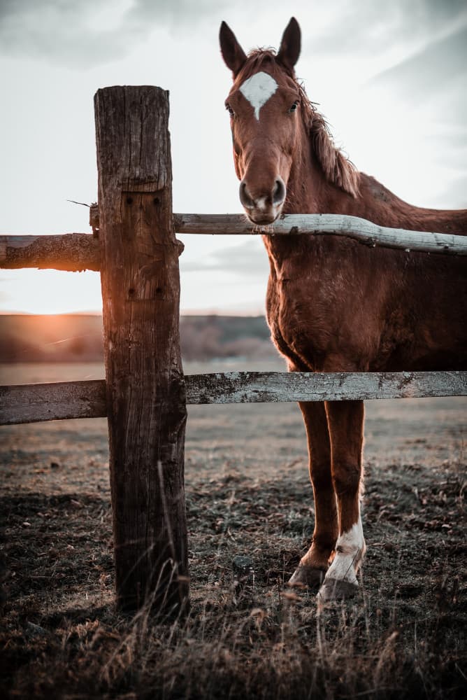 Brown Horse at Sunset by Gabriel Jakab — canvas wall art