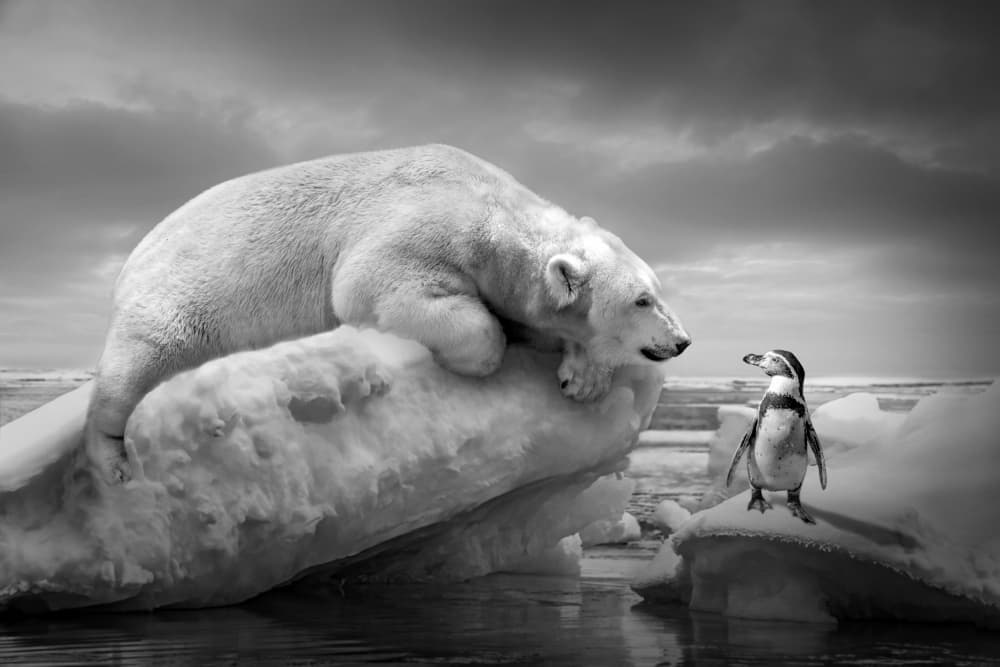 Polar Bear Penguin Encounter by Marcel Egger — canvas wall art