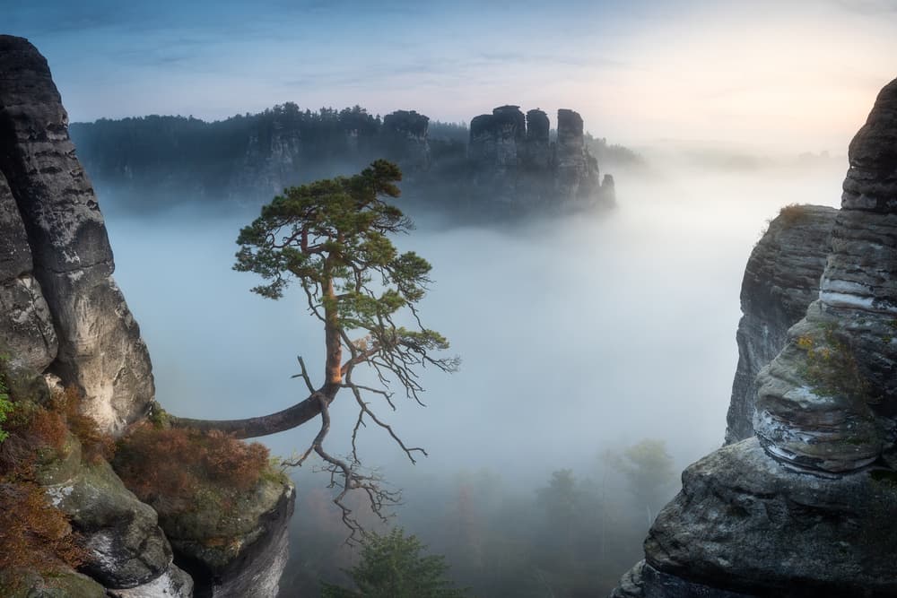 Lone Tree Misty Valley by Christoph Schaarschmidt — canvas wall art