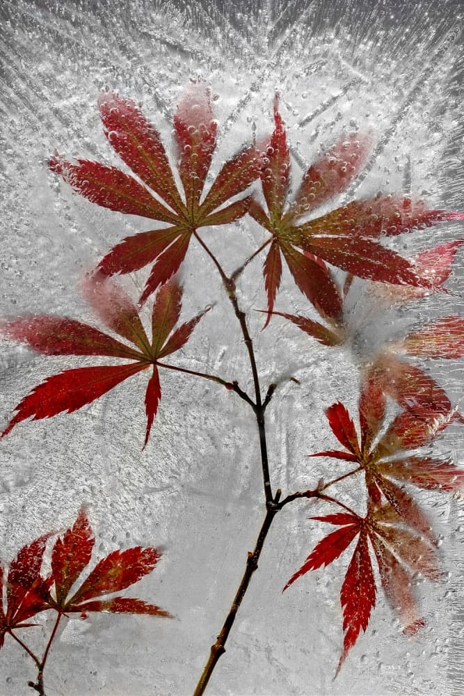 Frozen Red Maple by Secundino Losada — canvas wall art
