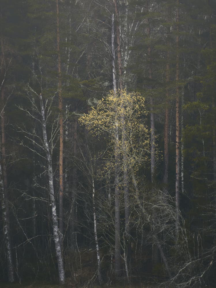 Misty Spring Forest by Hamed Bank — canvas wall art