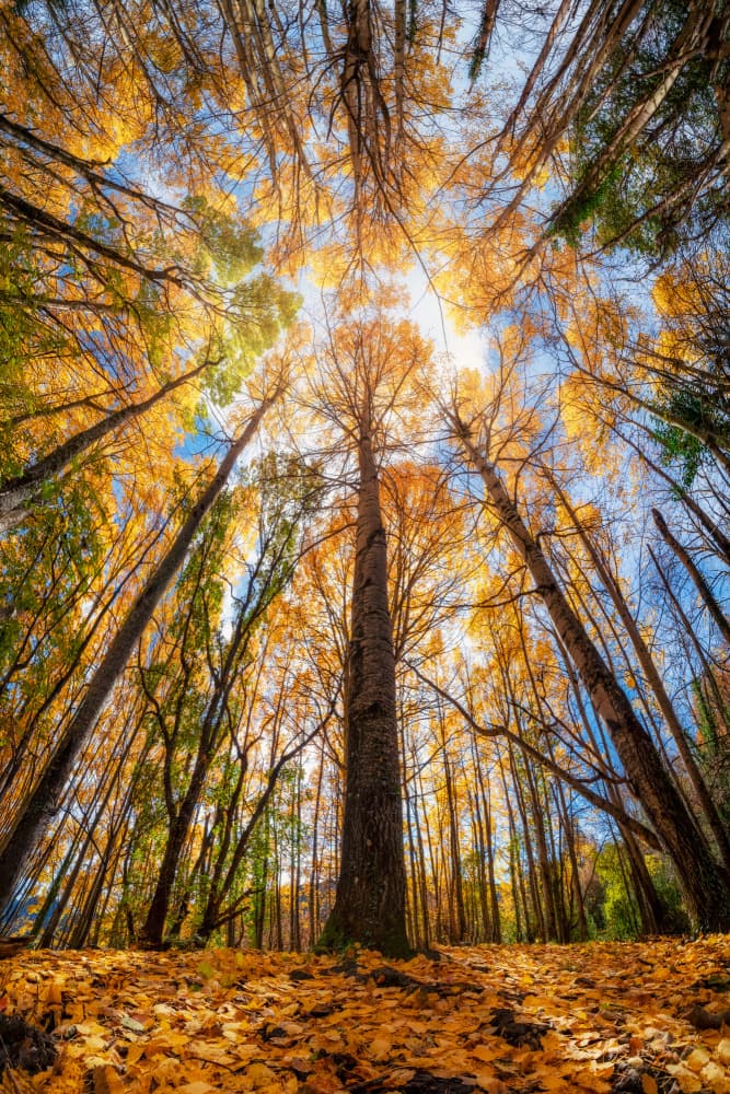 Otoño en Sesué by Carlos Cremades Pérez — canvas wall art