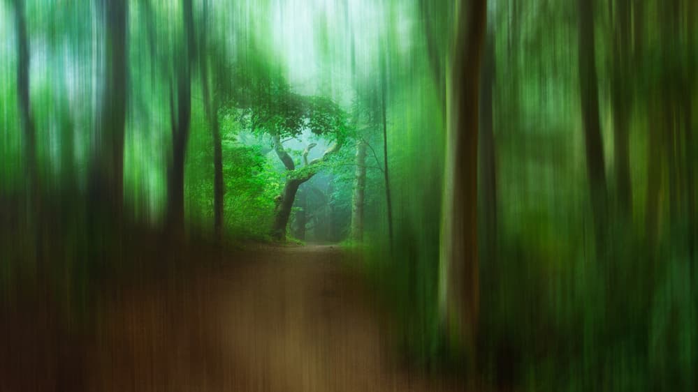 Enchanted Forest Path by Leif Løndal — canvas wall art