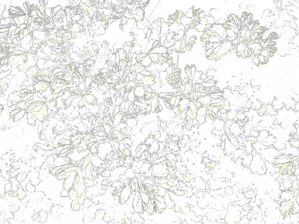 Minimalist Foliage Outlines by Santhosh ch — canvas wall art