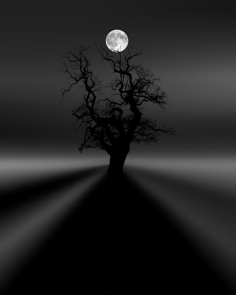 Eerie Moonlit Tree by Dave Quince — canvas wall art