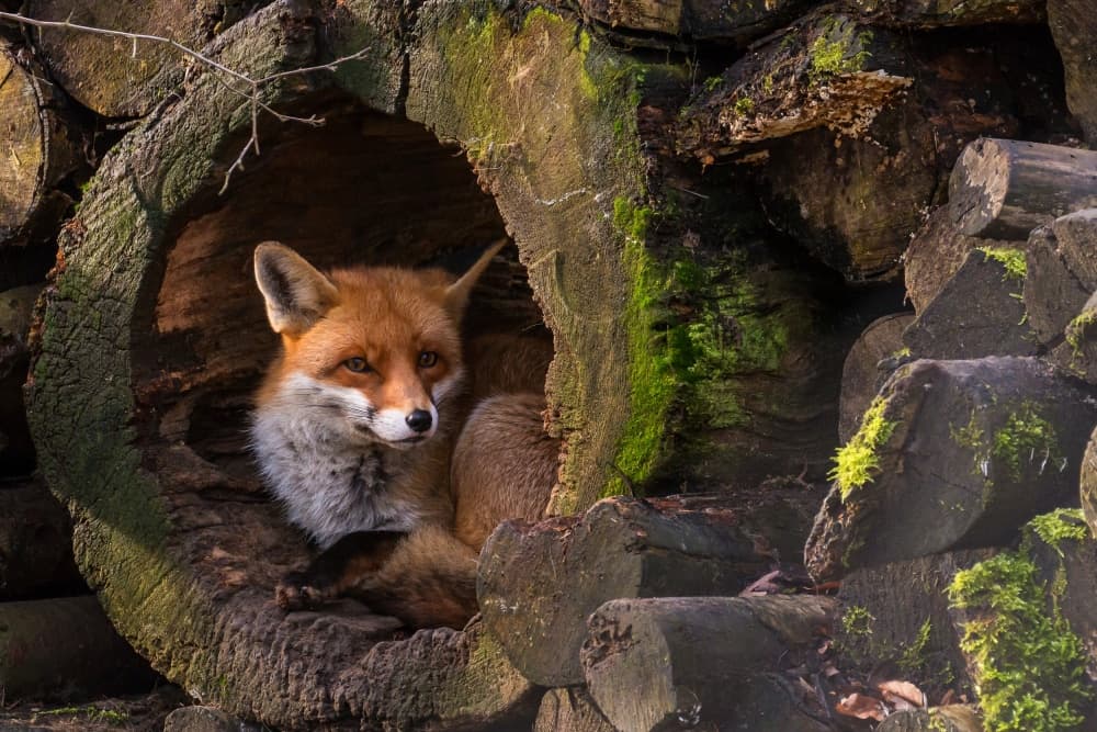 Red Fox Den
