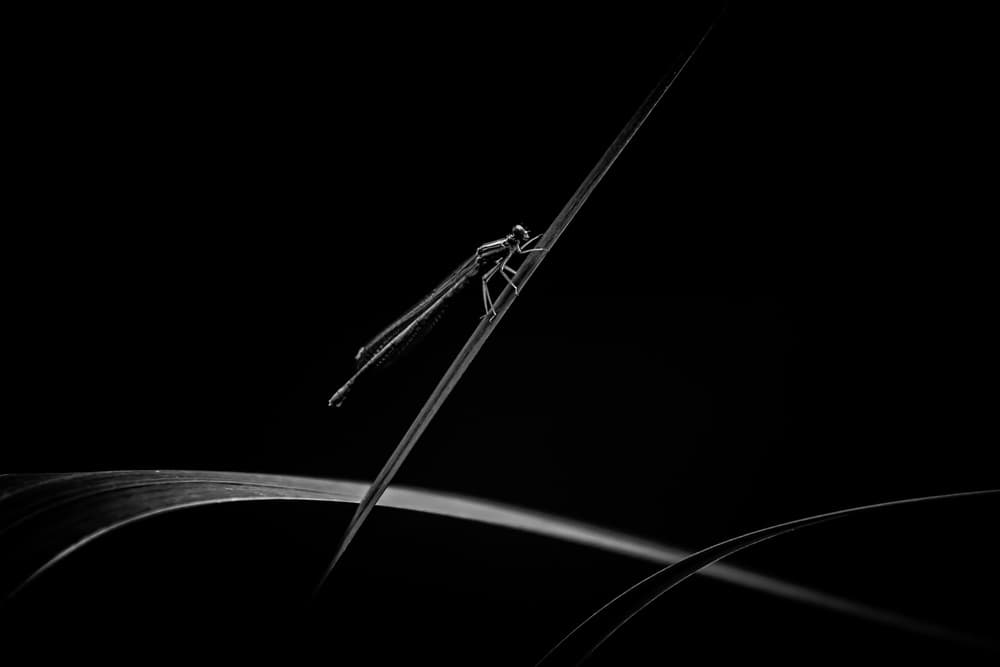 Graceful Damselfly Shadow by Barré Thierry — canvas wall art