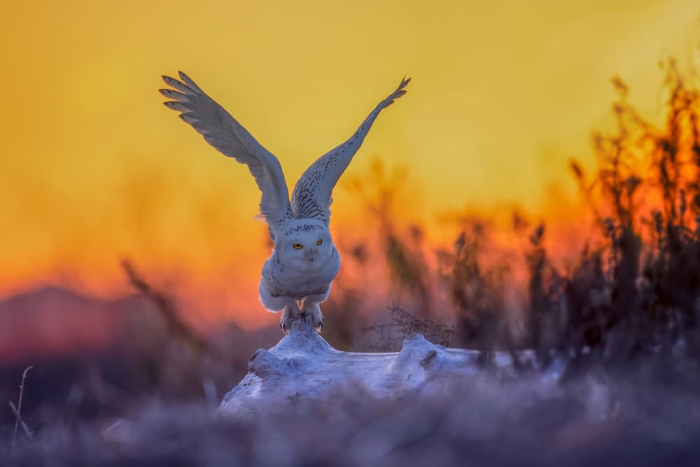 Snowy Owl Sunset by Max Wang — canvas wall art