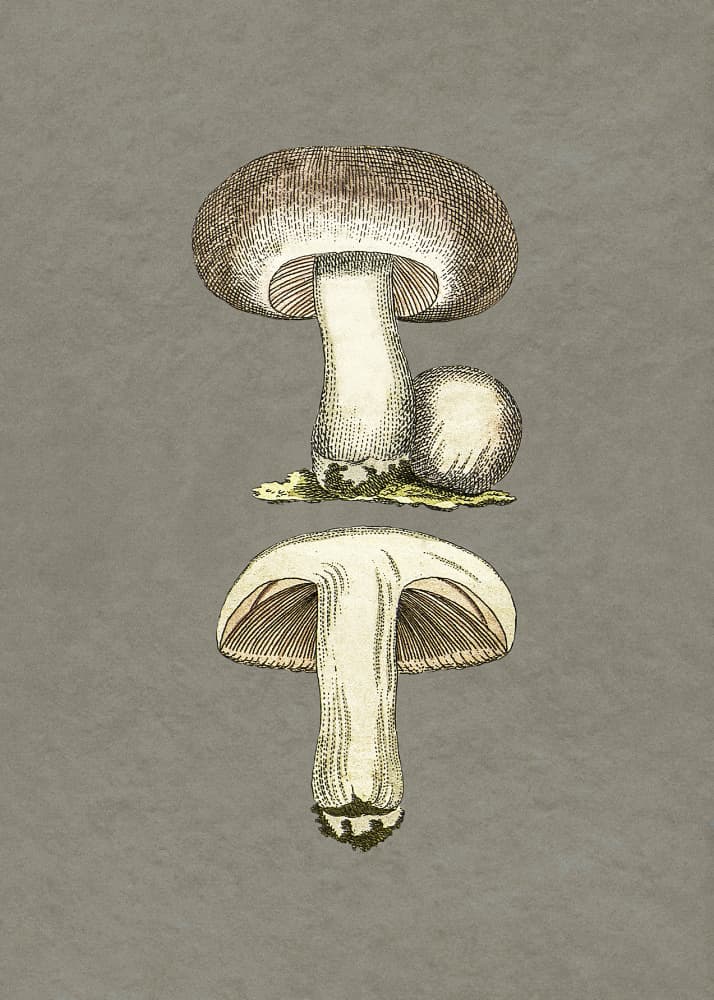 Field Mushroom by Biodiversity Heritage Library — canvas wall art