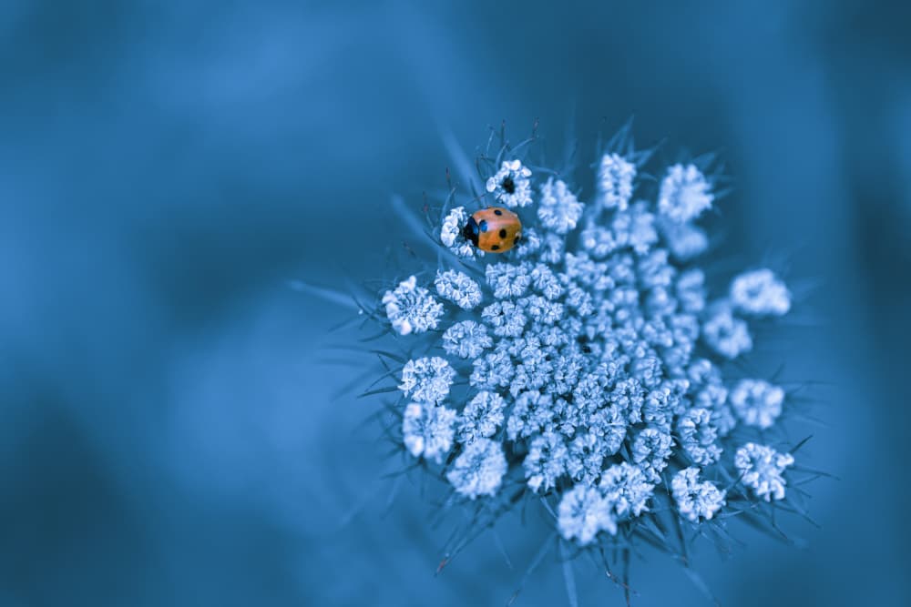 Ladybug on Blue Bloom by Ivy Deng — canvas wall art