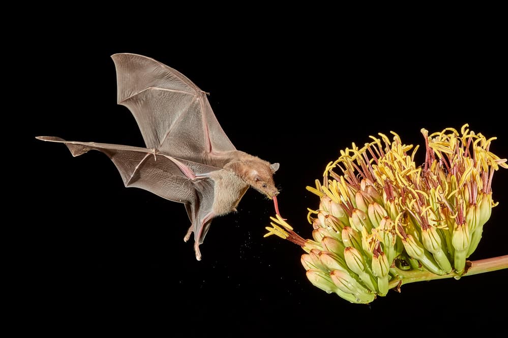 Night Bat Nectar by Peter Hudson — canvas wall art