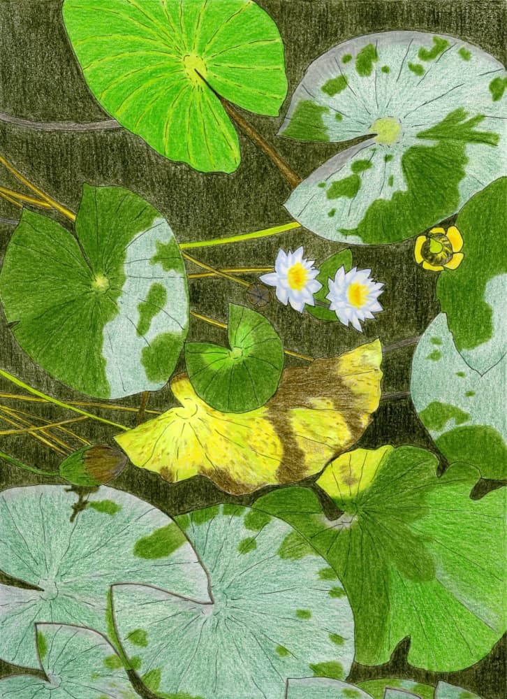 Tranquil Water Lilies by Viktoriia Saunina — canvas wall art