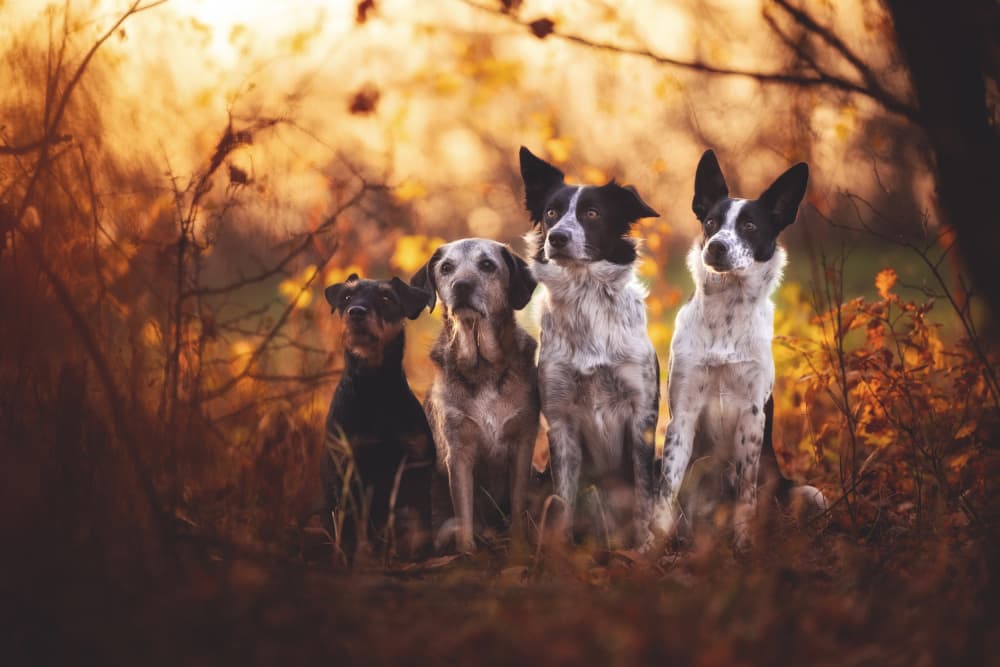 Autumn Dog Friends by Pali Gerec — canvas wall art