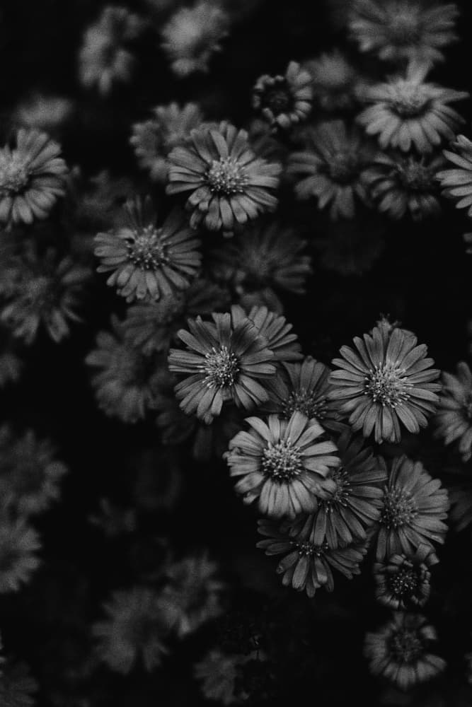 Delicate Petals in Shadow by Aimee Giles — canvas wall art