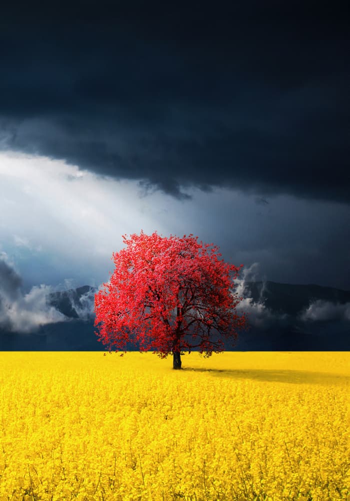 Striking Red Tree Landscape by Bess Hamiti — canvas wall art