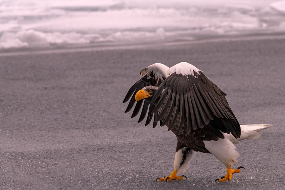 Sea Eagle Winter Walk by Q Liu — canvas wall art