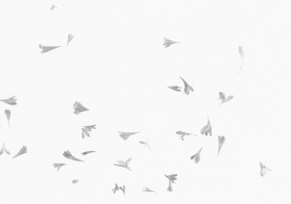 Delicate Petal Scatter by Santhosh ch — canvas wall art