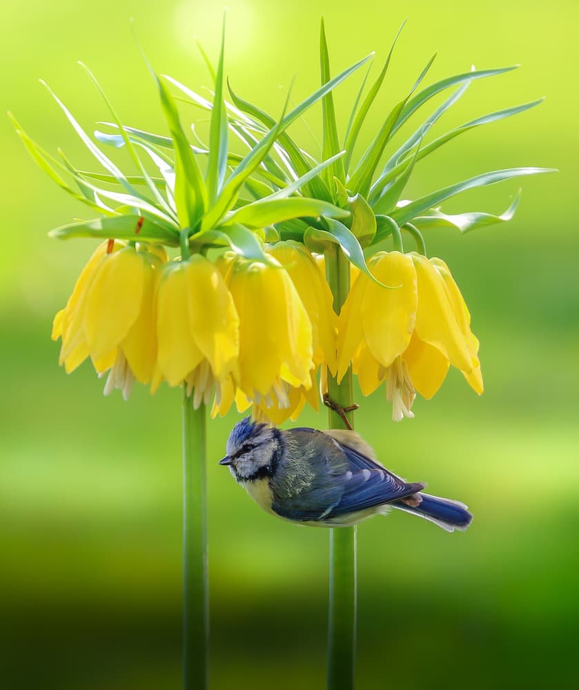 Blue Tit Yellow Blooms by Franziskus Pfleghart — canvas wall art