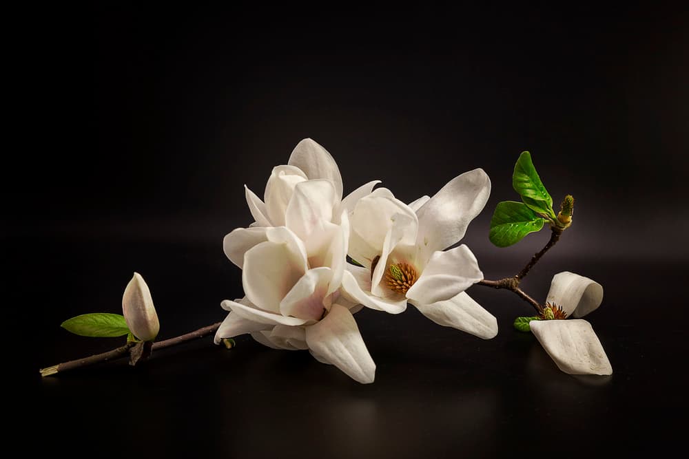 White Magnolia Blooms by Tony08 — canvas wall art