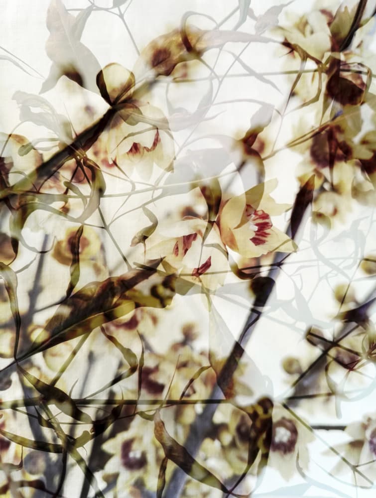 Dreamy Orchid Blooms by Angelo Cerantola — canvas wall art
