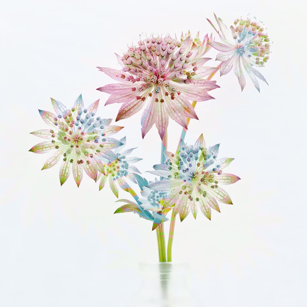 Soft Pastel Blooms by Takiko Hirai — canvas wall art