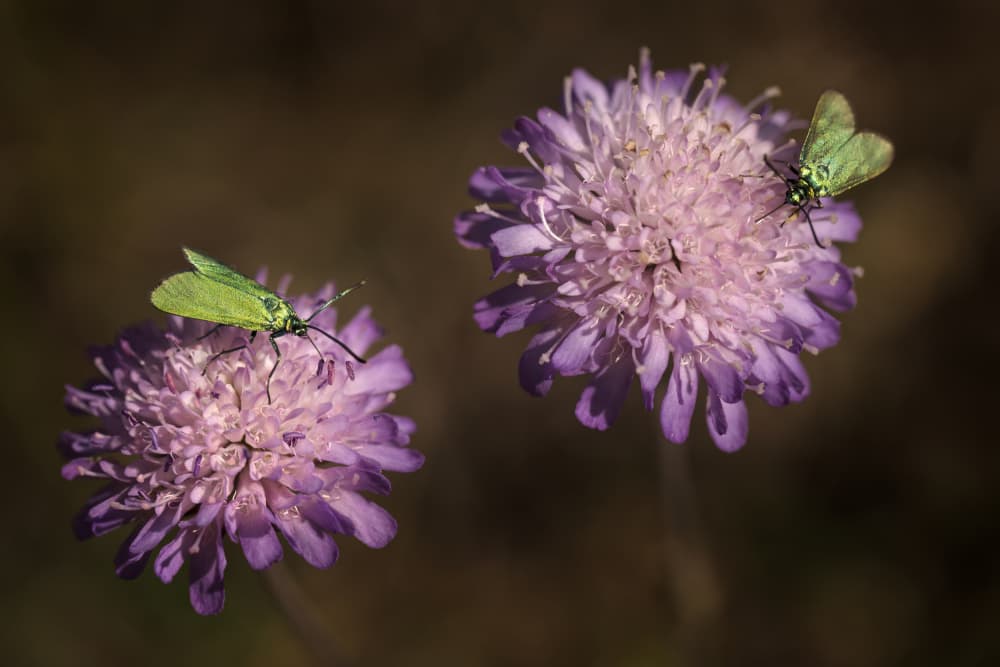 Green Bugs Purple Blooms by Jakob Arnholtz — canvas wall art