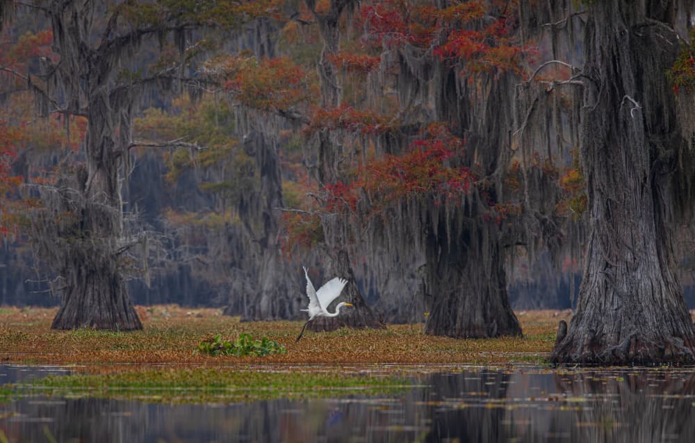 Egret Flying Autumn Swamp by Johnson Huang — canvas wall art