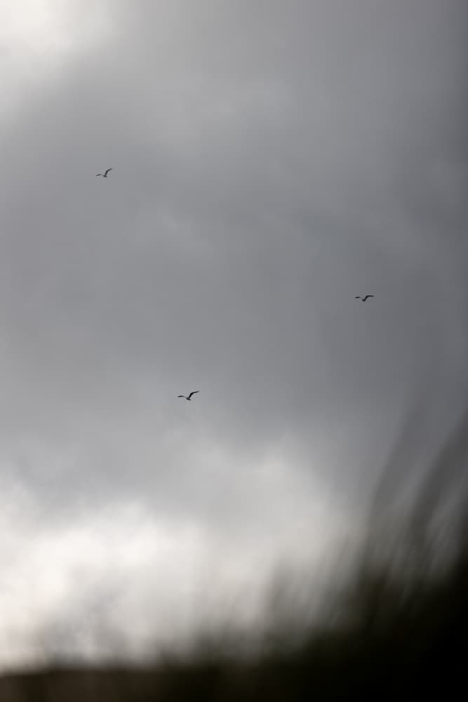 Birds and Clouds 2 by Mareike Böhmer — canvas wall art